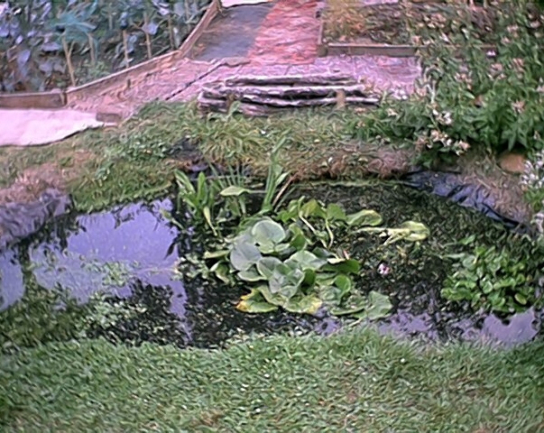 Pond (17 August)